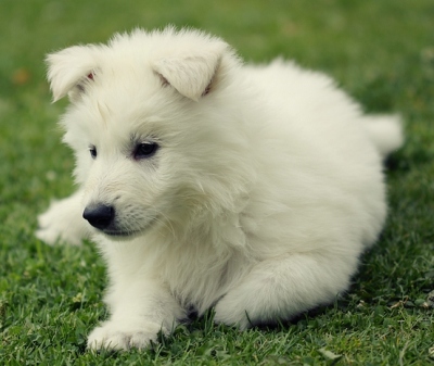 Weißer Schäferhund, weié Schäferhunde, Weißer Schäferhund Welpe, Weiße Schäferhund Welpen, Weisse Schäferhund Züchter IMG_4330
