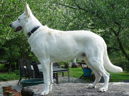 DSC01221 weißer Schäferhund Deckrüdenliste Stockhaar Thor-1