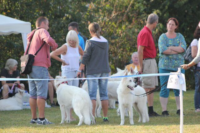 Weier Schferhund, weisse Schferhunde, Weisse Schferhundwelpen, Grand Prix -Berger Blanc Suisse- Ausstellung weisser schferhund IMG_4873