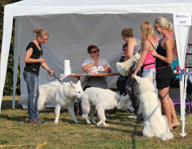 Weier Schferhund, weisse Schferhunde, Weisse Schferhundwelpen, Grand Prix -Berger Blanc Suisse- Ausstellung weisser schferhund IMG_4936