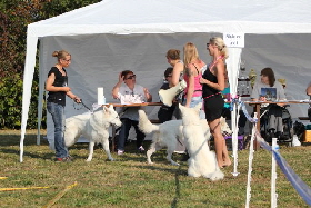 Weier Schferhund, weisse Schferhunde, Weisse Schferhundwelpen, Grand Prix -Berger Blanc Suisse- Ausstellung weisser schferhund IMG_4937