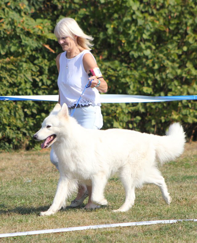Weier Schferhund, weisse Schferhunde, Weisse Schferhundwelpen, Grand Prix -Berger Blanc Suisse- Ausstellung weisser schferhund IMG_4989