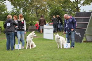 Weisse Schferhunde, weier schferhund Zuchtverband, European Champion Cuo Ausstellung Jjunghundkl. rde langst (1)