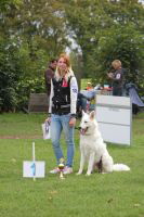 Weisse Schferhunde, weier schferhund Zuchtverband, European Champion Cuo Ausstellung Jjunghundkl. rde langst (4)