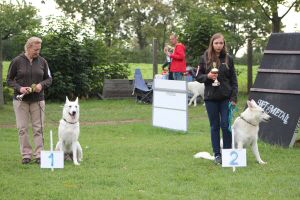 Weisse Schferhunde, weier schferhund Zuchtverband, European Champion Cuo Ausstellung Off.Klasse Rden (2)