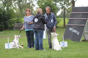 Weisse Schferhunde, weier schferhund Zuchtverband, European Champion Cuo Ausstellung Welpenklasse hndin_langst (3)