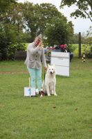 Weisse Schferhunde, weier schferhund Zuchtverband, European Champion Cuo Ausstellung gebrauchshundkl.rde langst (1)