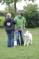 Weisse Schferhunde, weier schferhund Zuchtverband, European Champion Cuo Ausstellung jngstenkl rde landst (1)