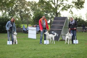 Weisse Schferhunde, weier schferhund Zuchtverband, European Champion Cuo Ausstellung jngstenkl. hndin_stock (5)