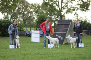 Weisse Schferhunde, weier schferhund Zuchtverband, European Champion Cuo Ausstellung jngstenkl. hndin_stock (1)