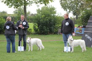 Weisse Schferhunde, weier schferhund Zuchtverband, European Champion Cuo Ausstellung jngstenkl. Hndin Landst (1)