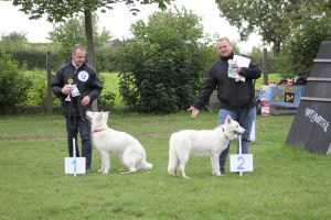 Weisse Schferhunde, weier schferhund Zuchtverband, European Champion Cuo Ausstellung jngstenkl. Hndin Landst (4)