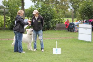 Weisse Schferhunde, weier schferhund Zuchtverband, European Champion Cuo Ausstellung jugendkl. rde stock (1)
