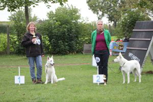 Weisse Schferhunde, weier schferhund Zuchtverband, European Champion Cuo Ausstellung off.kl.hndin stock.  (8)
