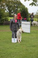 Weisse Schferhunde, weier schferhund Zuchtverband, European Champion Cuo Ausstellung seniorenkl.rde langst (5)
