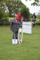 Weisse Schferhunde, weier schferhund Zuchtverband, European Champion Cuo Ausstellung seniorenkl.rde langst (4)