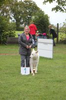 Weisse Schferhunde, weier schferhund Zuchtverband, European Champion Cuo Ausstellung seniorenkl.rde langst (3)