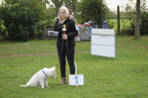 Weisse Schferhunde, weier schferhund Zuchtverband, European Champion Cuo Ausstellung welpenklasse rde langst (4)