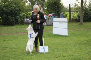 Weisse Schferhunde, weier schferhund Zuchtverband, European Champion Cuo Ausstellung welpenklasse rde langst (6)
