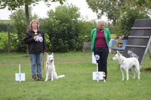 Weisse Schferhunde, weier schferhund Zuchtverband, European Champion Cuo Ausstellungoff.kl.hndin stock.  (9)