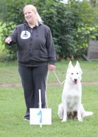 Weisse Schferhunde, weier schferhund Zuchtverband, European Champion Cuo Ausstellungzuchtklasse_hndin_langst (5)