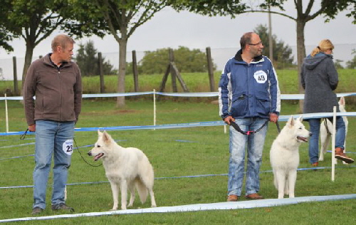 Weisser Schferhund, weisse Schferhunde, weisser Schferhund Zuchtverband Ausstellung 2015 IMG_0281