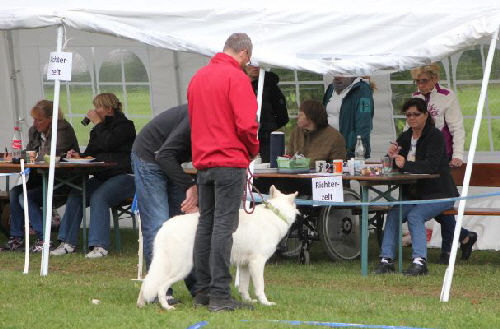 Weisser Schferhund, weisse Schferhunde, weisser Schferhund Zuchtverband Ausstellung 2015 IMG_0285