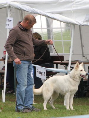 Weisser Schferhund, weisse Schferhunde, weisser Schferhund Zuchtverband Ausstellung 2015 IMG_0302