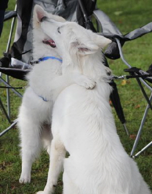 Weisser Schferhund, weisse Schferhunde, weisser Schferhund Zuchtverband Ausstellung 2015 IMG_9801