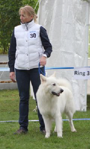 Weisser Schferhund, weisse Schferhunde, weisser Schferhund Zuchtverband Ausstellung 2015 IMG_9927