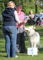 Weisser Schferhund, weisse Schferhunde, weisser Schferhund Zuchtverband Ausstellung Deutschlandsieger IIMG_0506