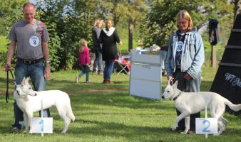Weisser Schferhund, weisse Schferhunde, weisser Schferhund Zuchtverband Ausstellung Deutschlandsieger IMG_0445