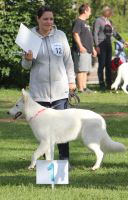 Weisser Schferhund, weisse Schferhunde, weisser Schferhund Zuchtverband Ausstellung Deutschlandsieger IMG_0448