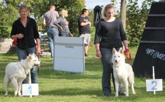 Weisser Schferhund, weisse Schferhunde, weisser Schferhund Zuchtverband Ausstellung Deutschlandsieger IMG_0461