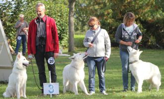 Weisser Schferhund, weisse Schferhunde, weisser Schferhund Zuchtverband Ausstellung Deutschlandsieger IMG_0466