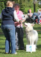 Weisser Schferhund, weisse Schferhunde, weisser Schferhund Zuchtverband Ausstellung Deutschlandsieger IMG_0507
