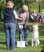 Weisser Schferhund, weisse Schferhunde, weisser Schferhund Zuchtverband Ausstellung Deutschlandsieger IMG_0523