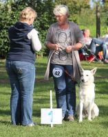 Weisser Schferhund, weisse Schferhunde, weisser Schferhund Zuchtverband Ausstellung Deutschlandsieger IMG_0524