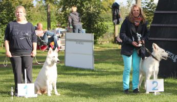 Weisser Schferhund, weisse Schferhunde, weisser Schferhund Zuchtverband Ausstellung Deutschlandsieger IMG_0529