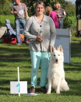Weisser Schferhund, weisse Schferhunde, weisser Schferhund Zuchtverband Ausstellung Deutschlandsieger IMG_0534