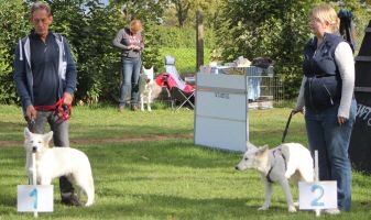 Weisser Schferhund, weisse Schferhunde, weisser Schferhund Zuchtverband Ausstellung Deutschlandsieger Welpen Klasse IMG_0433