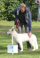 Weisser Schferhund, weisse Schferhunde, weisser Schferhund Zuchtverband Ausstellung Deutschlandsieger Welpen Klasse IMG_0435
