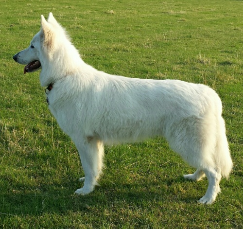 weisser Schäferhund Deckrüde Vulcano of white Energy, weisse schäferhunde, weisser schäferhund züchter 20140725_201329-2-1_resized