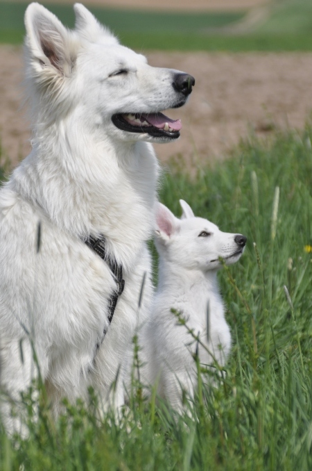 Laica weier Schferhund Kurzhaar mit groer Langhaarhalbschwester Naomi  Hundeschule 030