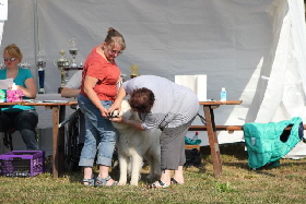 Weier Schferhund, weisse Schferhunde, Weisse Schferhundwelpen, Grand Prix -Berger Blanc Suisse- Ausstellung weisser schferhund IMG_4964