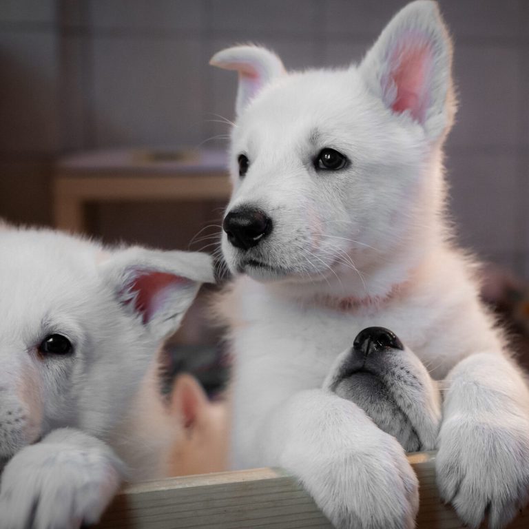 Welpen weisse Schäferhunde