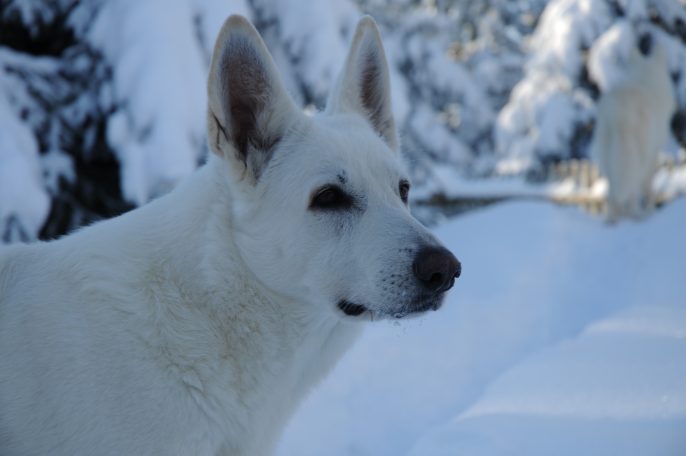 Weißer Schäferhund im Schnee, im Vordergrund sichtbar.