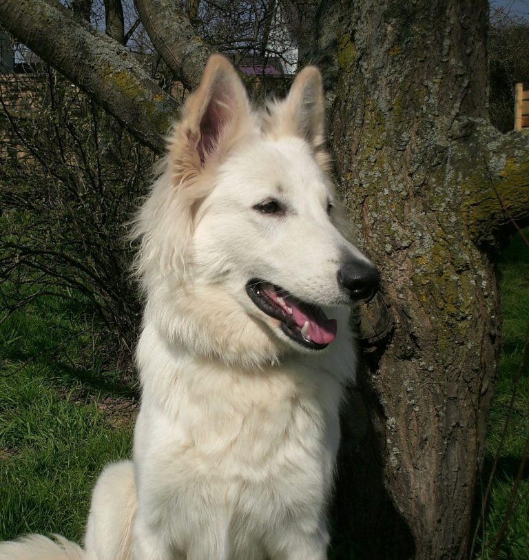 weisser Schäferhund Rassebeschreibung