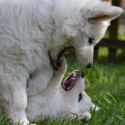 Weisser Schäferhund Züchter