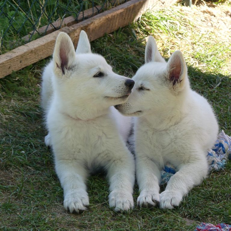 weisse Schäferhunde Weltweit